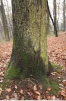 tree bark mossy 0016